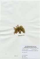 藏品(海木耳)的圖片